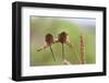 Harvest Mice (Micromys Minutus), Captive, UK, June-Ann & Steve Toon-Framed Photographic Print