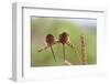 Harvest Mice (Micromys Minutus), Captive, UK, June-Ann & Steve Toon-Framed Photographic Print