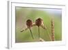 Harvest Mice (Micromys Minutus), Captive, UK, June-Ann & Steve Toon-Framed Photographic Print