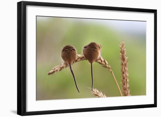 Harvest Mice (Micromys Minutus), Captive, UK, June-Ann & Steve Toon-Framed Photographic Print