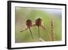 Harvest Mice (Micromys Minutus), Captive, UK, June-Ann & Steve Toon-Framed Photographic Print