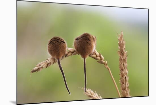 Harvest Mice (Micromys Minutus), Captive, UK, June-Ann & Steve Toon-Mounted Photographic Print
