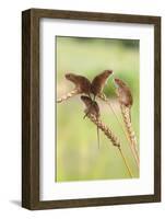 Harvest Mice (Micromys Minutus), Captive, UK, June-Ann & Steve Toon-Framed Photographic Print