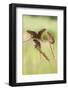 Harvest Mice (Micromys Minutus), Captive, UK, June-Ann & Steve Toon-Framed Photographic Print