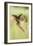 Harvest Mice (Micromys Minutus), Captive, UK, June-Ann & Steve Toon-Framed Photographic Print