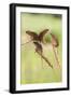 Harvest Mice (Micromys Minutus), Captive, UK, June-Ann & Steve Toon-Framed Photographic Print