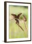 Harvest Mice (Micromys Minutus), Captive, UK, June-Ann & Steve Toon-Framed Photographic Print