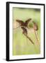 Harvest Mice (Micromys Minutus), Captive, UK, June-Ann & Steve Toon-Framed Photographic Print