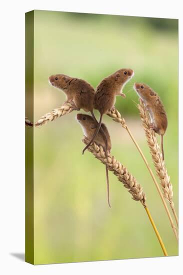 Harvest Mice (Micromys Minutus), Captive, UK, June-Ann & Steve Toon-Stretched Canvas