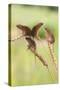 Harvest Mice (Micromys Minutus), Captive, UK, June-Ann & Steve Toon-Stretched Canvas