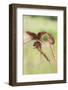 Harvest Mice (Micromys Minutus), Captive, United Kingdom, Europe-Ann and Steve Toon-Framed Photographic Print