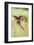 Harvest Mice (Micromys Minutus), Captive, United Kingdom, Europe-Ann and Steve Toon-Framed Photographic Print