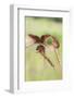 Harvest Mice (Micromys Minutus), Captive, United Kingdom, Europe-Ann and Steve Toon-Framed Photographic Print