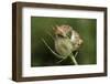 Harvest Mice (Micromys Minutus) on Teasel Seed Head. Dorset, UK, August. Captive-Colin Varndell-Framed Photographic Print