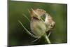 Harvest Mice (Micromys Minutus) on Teasel Seed Head. Dorset, UK, August. Captive-Colin Varndell-Mounted Photographic Print
