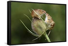 Harvest Mice (Micromys Minutus) on Teasel Seed Head. Dorset, UK, August. Captive-Colin Varndell-Framed Stretched Canvas
