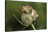 Harvest Mice (Micromys Minutus) on Teasel Seed Head. Dorset, UK, August. Captive-Colin Varndell-Stretched Canvas