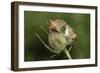 Harvest Mice (Micromys Minutus) on Teasel Seed Head. Dorset, UK, August. Captive-Colin Varndell-Framed Photographic Print