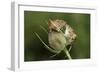 Harvest Mice (Micromys Minutus) on Teasel Seed Head. Dorset, UK, August. Captive-Colin Varndell-Framed Photographic Print