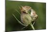 Harvest Mice (Micromys Minutus) on Teasel Seed Head. Dorset, UK, August. Captive-Colin Varndell-Mounted Photographic Print