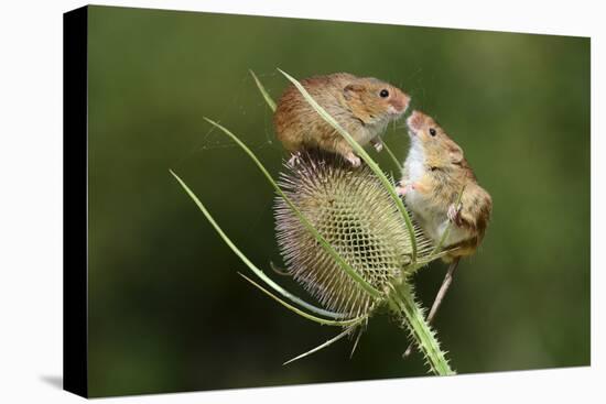 Harvest Mice (Micromys Minutus) on Teasel Seed Head. Dorset, UK, August. Captive-Colin Varndell-Stretched Canvas