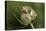 Harvest Mice (Micromys Minutus) on Teasel Seed Head. Dorset, UK, August. Captive-Colin Varndell-Stretched Canvas