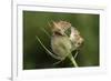 Harvest Mice (Micromys Minutus) on Teasel Seed Head. Dorset, UK, August. Captive-Colin Varndell-Framed Photographic Print