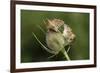 Harvest Mice (Micromys Minutus) on Teasel Seed Head. Dorset, UK, August. Captive-Colin Varndell-Framed Photographic Print