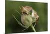 Harvest Mice (Micromys Minutus) on Teasel Seed Head. Dorset, UK, August. Captive-Colin Varndell-Mounted Photographic Print