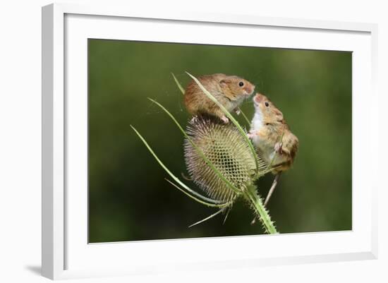 Harvest Mice (Micromys Minutus) on Teasel Seed Head. Dorset, UK, August. Captive-Colin Varndell-Framed Photographic Print