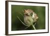 Harvest Mice (Micromys Minutus) on Teasel Seed Head. Dorset, UK, August. Captive-Colin Varndell-Framed Photographic Print