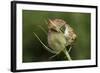 Harvest Mice (Micromys Minutus) on Teasel Seed Head. Dorset, UK, August. Captive-Colin Varndell-Framed Photographic Print