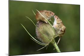 Harvest Mice (Micromys Minutus) on Teasel Seed Head. Dorset, UK, August. Captive-Colin Varndell-Mounted Photographic Print