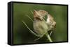 Harvest Mice (Micromys Minutus) on Teasel Seed Head. Dorset, UK, August. Captive-Colin Varndell-Framed Stretched Canvas