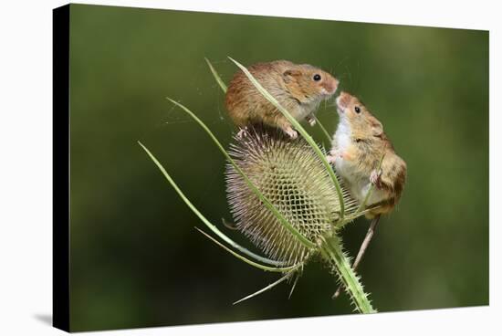 Harvest Mice (Micromys Minutus) on Teasel Seed Head. Dorset, UK, August. Captive-Colin Varndell-Stretched Canvas