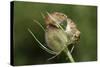 Harvest Mice (Micromys Minutus) on Teasel Seed Head. Dorset, UK, August. Captive-Colin Varndell-Stretched Canvas