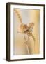 Harvest Mice (Micromys Minutus) On Wheat Stems, Devon, UK-Ross Hoddinott-Framed Photographic Print