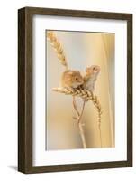 Harvest Mice (Micromys Minutus) On Wheat Stems, Devon, UK-Ross Hoddinott-Framed Photographic Print