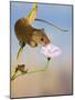 Harvest Mice on Bindweed-null-Mounted Photographic Print