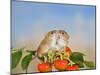 Harvest Mice on Rose Hips-null-Mounted Photographic Print