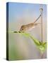 Harvest Mice on Teasel Using Tail to Cimb-null-Stretched Canvas