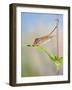 Harvest Mice on Teasel Using Tail to Cimb-null-Framed Photographic Print