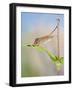 Harvest Mice on Teasel Using Tail to Cimb-null-Framed Photographic Print