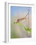Harvest Mice on Teasel Using Tail to Cimb-null-Framed Photographic Print