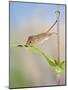 Harvest Mice on Teasel Using Tail to Cimb-null-Mounted Photographic Print