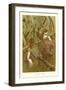 Harvest Mice-null-Framed Art Print