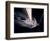 Harvest Moon Regatta, Galveston, Texas, USA-Russell Young-Framed Photographic Print