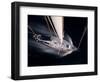 Harvest Moon Regatta, Galveston, Texas, USA-Russell Young-Framed Photographic Print