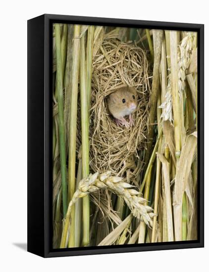 Harvest Mouse Adult Emerging from Breeding Nest in Corn, UK-Andy Sands-Framed Stretched Canvas