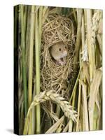 Harvest Mouse Adult Emerging from Breeding Nest in Corn, UK-Andy Sands-Stretched Canvas